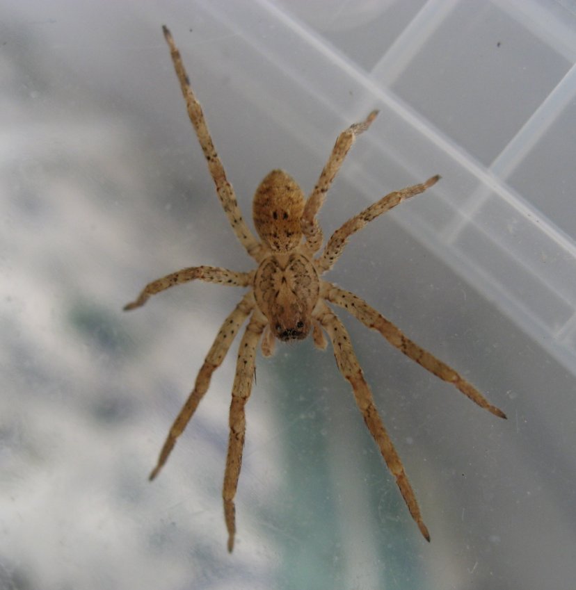 Zoropsis sp.